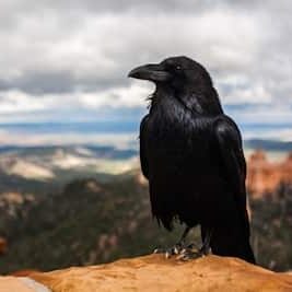 Raven perched on a rocky ledge with a canyon landscape in the background.