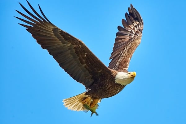 A bald eagle flying with a fish in its talons against a clear blue sky.