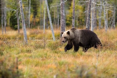 A brown bear walks through a grassy, autumn-colored meadow with tall trees in the background.
