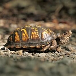A turtle with a patterned shell walking on a gravel path.
