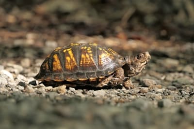 A turtle with a patterned shell walking on a gravel path.