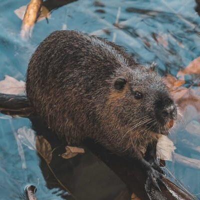 A beaver on a log in a body of water with submerged leaves and branches.