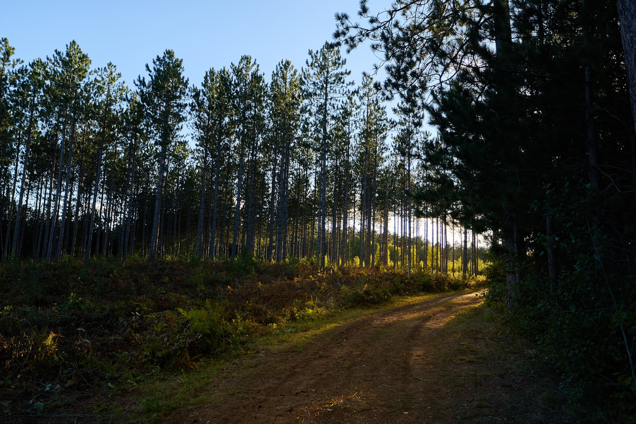 A dirt path winds through a tall pine forest while sunlight streams through the trees.